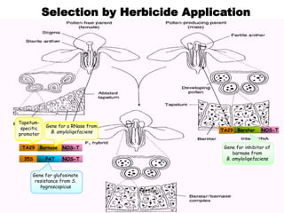 Selection by Herbicide Application
TA29 Barnase NOS-T
TA29 Barstar NOS-T
Gene for a RNase from
B. amyloliqefaciens
Tapetum-
specitic
promoter
35S PAT NOS-T
Gene for glufosinate
resistance from S.
hygroscopicus
Gene for inhibitor of
barnase from
B. amyloliqefaciens
fertile
 
