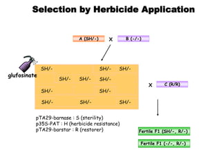 Selection by Herbicide Application
pTA29-barnase : S (sterility)
p35S-PAT : H (herbicide resistance)
pTA29-barstar : R (restorer)
SH/-
SH/-
-/- SH/-
SH/-
-/- SH/-
-/-
SH/-
-/-
-/- SH/-
-/- SH/-SH/-
-/- -/-
-/-SH/-SH/-
-/- -/-
-/- -/-
-/--/--/-
-/- -/-
A (SH/-) X B (-/-)
glufosinate
X C (R/R)
Fertile F1 (SH/-, R/-)
Fertile F1 (-/-, R/-)
 