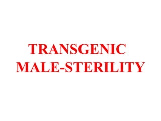 TRANSGENIC
MALE-STERILITY
 