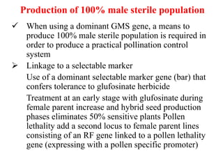Production of 100% male sterile population
 When using a dominant GMS gene, a means to
produce 100% male sterile population is required in
order to produce a practical pollination control
system
 Linkage to a selectable marker
Use of a dominant selectable marker gene (bar) that
confers tolerance to glufosinate herbicide
Treatment at an early stage with glufosinate during
female parent increase and hybrid seed production
phases eliminates 50% sensitive plants Pollen
lethality add a second locus to female parent lines
consisting of an RF gene linked to a pollen lethality
gene (expressing with a pollen specific promoter)
 