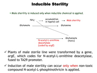 Inducible Sterility
 Male sterility is induced only when inducible chemical is applied.
Glutamate Glutamine
NH4
+
N-acetyl-
L-phosphinothricin
(non-toxic)
Glufosinate
(toxic)N-acetyl-L-ornithine
deacetylase
(coded by argE)
Male sterility
accumulation
in tapetal cell
 Plants of male sterile line were transformed by a gene,
argE, which codes for N-acetyl-L-ornithine deacetylase,
fused to TA29 promoter.
 Induction of male sterility can occur only when non-toxic
compound N-acetyl-L-phosphinothricin is applied.
 