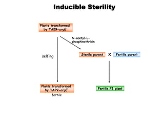 Inducible Sterility
Sterile parent X Fertile parent
fertile
selfing
Plants transformed
by TA29-argE
fertile
Fertile F1 plant
N-acetyl-L-
phosphinothricin
Plants transformed
by TA29-argE
 