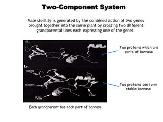 Two-Component System
Male sterility is generated by the combined action of two genes
brought together into the same plant by crossing two different
grandparental lines each expressing one of the genes.
Each grandparent has each part of barnase.
Two proteins which are
parts of barnase
Two proteins can form
stable barnase
 