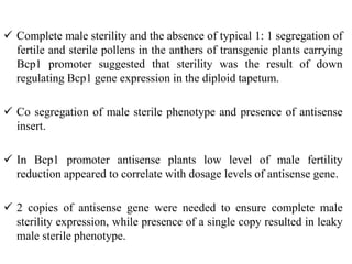  Complete male sterility and the absence of typical 1: 1 segregation of
fertile and sterile pollens in the anthers of transgenic plants carrying
Bcp1 promoter suggested that sterility was the result of down
regulating Bcp1 gene expression in the diploid tapetum.
 Co segregation of male sterile phenotype and presence of antisense
insert.
 In Bcp1 promoter antisense plants low level of male fertility
reduction appeared to correlate with dosage levels of antisense gene.
 2 copies of antisense gene were needed to ensure complete male
sterility expression, while presence of a single copy resulted in leaky
male sterile phenotype.
 