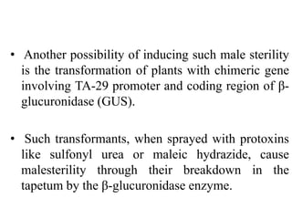 • Another possibility of inducing such male sterility
is the transformation of plants with chimeric gene
involving TA-29 promoter and coding region of β-
glucuronidase (GUS).
• Such transformants, when sprayed with protoxins
like sulfonyl urea or maleic hydrazide, cause
malesterility through their breakdown in the
tapetum by the β-glucuronidase enzyme.
 