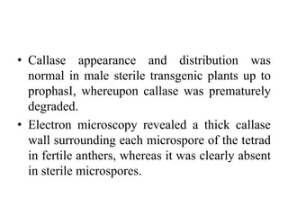 • Callase appearance and distribution was
normal in male sterile transgenic plants up to
prophasI, whereupon callase was prematurely
degraded.
• Electron microscopy revealed a thick callase
wall surrounding each microspore of the tetrad
in fertile anthers, whereas it was clearly absent
in sterile microspores.
 