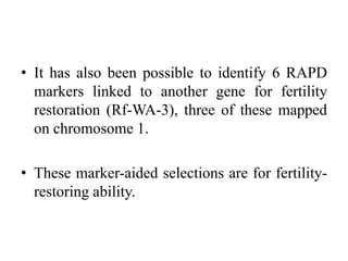 • It has also been possible to identify 6 RAPD
markers linked to another gene for fertility
restoration (Rf-WA-3), three of these mapped
on chromosome 1.
• These marker-aided selections are for fertility-
restoring ability.
 