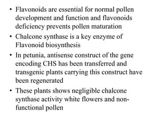 • Flavonoids are essential for normal pollen
development and function and flavonoids
deficiency prevents pollen maturation
• Chalcone synthase is a key enzyme of
Flavonoid biosynthesis
• In petunia, antisense construct of the gene
encoding CHS has been transferred and
transgenic plants carrying this construct have
been regenerated
• These plants shows negligible chalcone
synthase activity white flowers and non-
functional pollen
 