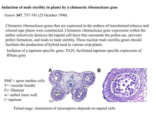 Induction of male sterility in plants by a chimaeric ribonuclease gene
Nature 347, 737-741 (25 October 1990)
Chimaeric ribonuclease genes that are expressed in the anthers of transformed tobacco and
oilseed rape plants were constructed. Chimaeric ribonuclease gene expression within the
anther selectively destroys the tapetal cell layer that surrounds the pollen sac, prevents
pollen formation, and leads to male sterility. These nuclear male sterility genes should
facilitate the production of hybrid seed in various crop plants.
Isoltaion of a tapetum-specific gene, TA29, facilitated tapetum specific expression of
RNase gene
Tetrad stage: maturation of microspores depends on tapetal cells
SMC= spore mother cells
V= vascular bundle
Fi= filament
w= anther inner wall
t= tapetum
 