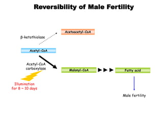 Reversibility of Male Fertility
Acetoacetyl-CoA
Acetyl-CoA
Malonyl-CoA Fatty acid
Acetyl-CoA
carboxylase
Illumination
for 8 ~ 10 days
Male fertility
b-ketothiolase
 