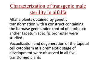 Characterization of transgenic male
sterility in alfalfa
Alfalfa plants obtained by genetic
transformation with a construct containing
the barnase gene under control of a tobacco
anther tapetum specific promoter were
studied.
Vacuolization and degeneration of the tapetal
cell cytoplasm at a premeiotic stage of
development were observed in all five
transfomed plants
 