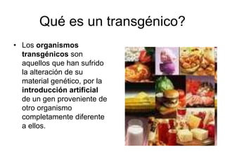 Qué es un transgénico? 
• Los organismos 
transgénicos son 
aquellos que han sufrido 
la alteración de su 
material genético, por la 
introducción artificial 
de un gen proveniente de 
otro organismo 
completamente diferente 
a ellos. 
 
