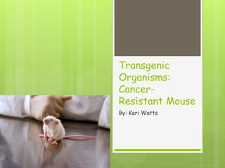 Transgenic
Organisms:
Cancer-
Resistant Mouse
By: Kari Watts
 