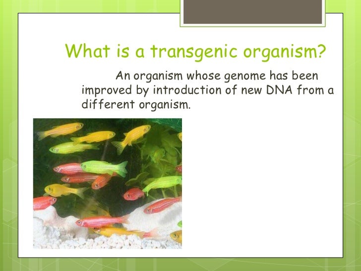 Transgenic organisms