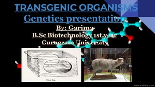 TRANSGENIC ORGANISMS
Genetics presentation
By: Garima
B.Sc Biotechnology 1st year
Gurugram University
 