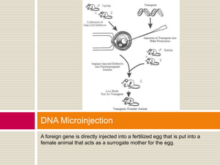 DNA Microinjection
A foreign gene is directly injected into a fertilized egg that is put into a
female animal that acts as a surrogate mother for the egg.
 