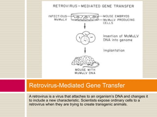 Retrovirus-Mediated Gene Transfer
A retrovirus is a virus that attaches to an organism’s DNA and changes it
to include a new characteristic. Scientists expose ordinary cells to a
retrovirus when they are trying to create transgenic animals.
 