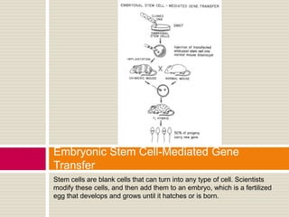 Embryonic Stem Cell-Mediated Gene
Transfer
Stem cells are blank cells that can turn into any type of cell. Scientists
modify these cells, and then add them to an embryo, which is a fertilized
egg that develops and grows until it hatches or is born.
 