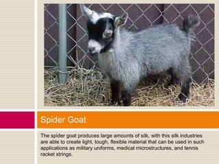 Spider Goat
The spider goat produces large amounts of silk, with this silk industries
are able to create light, tough, flexible material that can be used in such
applications as military uniforms, medical microstructures, and tennis
racket strings.
 