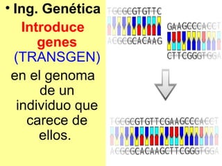 Ing. Genética Introduce genes   (TRANSGEN) en el genoma de un individuo que carece de ellos.  