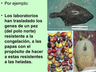 Por ejemplo: Los laboratorios han trasladado los genes de un pez (del polo norte) resistente a la congelación, a las papas con el propósito de hacer a estas resistentes a las heladas.  