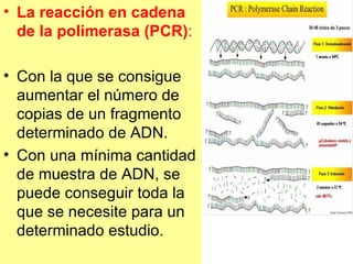 La reacción en cadena de la polimerasa (PCR) :  Con la que se consigue aumentar el número de copias de un fragmento determinado de ADN. Con una mínima cantidad de muestra de ADN, se puede conseguir toda la que se necesite para un determinado estudio.  