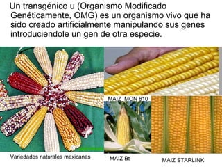 Un transgénico u (Organismo Modificado Genéticamente, OMG) es un organismo vivo que ha sido creado artificialmente manipulando sus genes introduciendole un gen de otra especie. MAIZ  MON 810 MAIZ Bt Variedades naturales mexicanas MAIZ STARLINK 