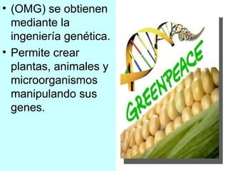 (OMG) se obtienen mediante la ingeniería genética. Permite crear plantas, animales y microorganismos manipulando sus genes. 