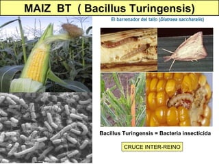 MAIZ  BT  ( Bacillus Turingensis) Bacillus Turingensis = Bacteria insecticida CRUCE INTER-REINO 