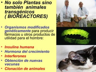 No solo Plantas sino también  animales transgénicos  ( BIOREACTORES) Organismos modificados genéticamente   para producir fármacos u otros productos de utilidad para el hombre: Insulina humana Hormona del crecimiento Interferones Obtención de nuevas vacunas Clonación de animales   