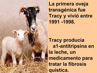 La primera oveja transgénica fue Tracy y vivió entre 1991 -1998.  Tracy producía  a1-antitripsina en la leche, un medicamento para tratar la fibrosis quística. 