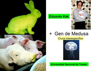 +  Gen de Medusa Cruce interespecífico Eduardo Kak Universidad Nacional de Taiwán  