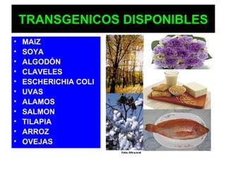 TRANSGENICOS DISPONIBLES MAIZ SOYA ALGODÓN CLAVELES ESCHERICHIA COLI UVAS ALAMOS SALMON TILAPIA ARROZ OVEJAS 