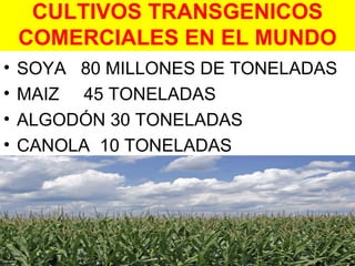 CULTIVOS TRANSGENICOS COMERCIALES EN EL MUNDO SOYA  80 MILLONES DE TONELADAS MAIZ  45 TONELADAS ALGODÓN 30 TONELADAS CANOLA  10 TONELADAS 