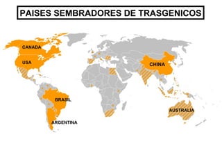 PAISES SEMBRADORES DE TRASGENICOS USA CANADA BRASIL ARGENTINA CHINA AUSTRALIA 