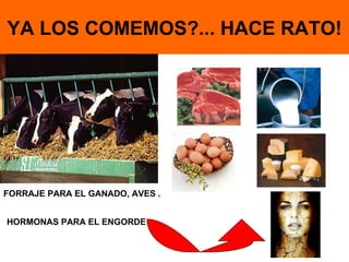 YA LOS COMEMOS?... HACE RATO! FORRAJE PARA EL GANADO, AVES . HORMONAS PARA EL ENGORDE 