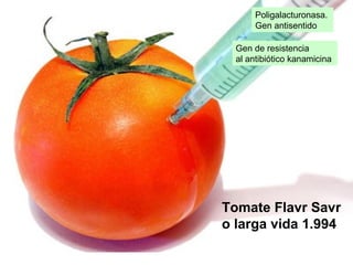 Tomate Flavr Savr o larga vida 1.994 Poligalacturonasa.  Gen antisentido Gen de resistencia  al antibiótico kanamicina  