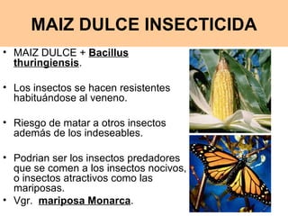 MAIZ DULCE +  Bacillus thuringiensis .  Los insectos se hacen resistentes habituándose al veneno. Riesgo de matar a otros insectos además de los indeseables. Podrian ser los insectos predadores que se comen a los insectos nocivos, o insectos atractivos como las mariposas.  Vgr.  mariposa Monarca . MAIZ DULCE INSECTICIDA 