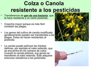 Colza o Canola  resistente a los pesticidas Transferencia de  gen de una bacteria  que la hace resistente a un cierto pesticida.  Cosecha mayor porque es más fácil combatir las plagas.  Los genes del cultivo de canola modificado genéticamente pueden ser transferidos a las plagas. Estas se hacen resistentes al pesticida. La canola puede polinizar las hierbas dañinas, por ejemplo el nabo redondo, que se encuentra en los campos de colza. Cuando la canola poliniza, sus genes se transfieren al nabo redondo. Éste adquiere entonces resistencia a los pesticidas.  