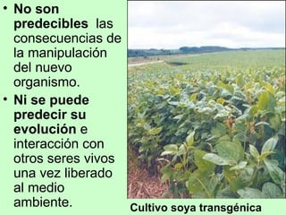 No son predecibles  las consecuencias de la manipulación del nuevo organismo. Ni se puede predecir su evolución  e interacción con otros seres vivos una vez liberado al medio ambiente. Cultivo soya transgénica 