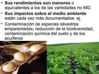 Sus rendimientos son menores  o equivalentes a los de las variedades no MG. Sus impactos sobre el medio ambiente  están cada vez más documentados: ej. Contaminación de especies silvestres emparentadas, reducción de la biodiversidad, contaminación química del suelo y de los acuíferos 