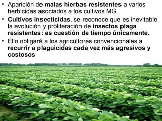 Aparición de  malas hierbas resistentes  a varios herbicidas asociados a los cultivos MG Cultivos insecticidas , se reconoce que es inevitable la evolución y proliferación de  insectos plaga resistentes: es cuestión de tiempo únicamente.  Ello obligará a los agricultores convencionales a  recurrir a plaguicidas cada vez más agresivos y costosos 