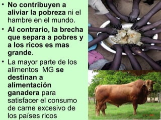 No contribuyen a aliviar la pobreza  ni el hambre en el mundo.  Al contrario, la brecha que separa a pobres y a los ricos es mas grande . La mayor parte de los alimentos  MG  se destinan a alimentación  ganadera  para satisfacer el consumo de carne excesivo de los países ricos 