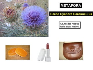 Cardo Cyanara Cardunculus Altura: dos metros Raíz: siete metros. METAFORA 