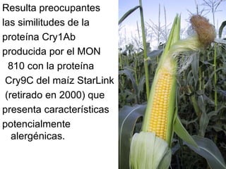 Resulta preocupantes las similitudes de la proteína Cry1Ab  producida por el MON 810 con la proteína Cry9C del maíz StarLink (retirado en 2000) que  presenta características  potencialmente alergénicas. 