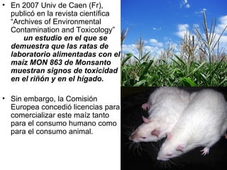 En 2007 Univ de Caen (Fr), publicó en la revista científica “Archives of Environmental Contamination and Toxicology”  un estudio en el que se demuestra que las ratas de laboratorio alimentadas con el maíz MON 863 de Monsanto muestran signos de toxicidad en el riñón y en el hígado. Sin embargo, la Comisión Europea concedió licencias para comercializar este maíz tanto para el consumo humano como para el consumo animal.  