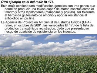 Otro ejemplo es el del maíz Bt 176.   Este maíz contiene una modificación genética con tres genes que permiten producir una toxina capaz de matar insectos como el taladro y otros lepidópteros (mariposas y polillas), ser tolerante al herbicida glufosinato de amonio y aportar resistencia al antibiótico ampicilina.  La Agencia de Protección Ambiental de Estados Unidos (EPA) retiró, en octubre de 2001, las variedades Bt 176 de la lista de productos transgénicos registrados, dado que presentaban riesgo de aparición de resistencia en los insectos.  
