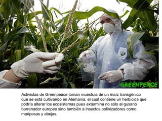 Activistas de Greenpeace toman muestras de un maíz transgénico que se está cultivando en Alemania, el cual contiene un herbicida que podría alterar los ecosistemas pues extermina no sólo al gusano barrenador europeo sino también a insectos polinizadores como mariposas y abejas.  