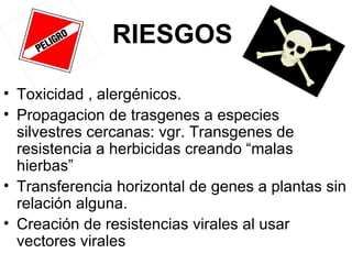RIESGOS  Toxicidad , alergénicos. Propagacion de trasgenes a especies silvestres cercanas: vgr. Transgenes de resistencia a herbicidas creando “malas hierbas” Transferencia horizontal de genes a plantas sin relación alguna. Creación de resistencias virales al usar vectores virales 