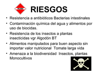 RIESGOS Resistencia a antibióticos Bacterias intestinales Contaminación química del agua y alimentos por uso de biocidas. Resistencia de los insectos a plantas insecticidas vgr Algodón BT Alimentos manipulados para buen aspecto sin importar valor nutricional  Tomate larga vida Amenaza a la biodiversidad  Insectos, plantas Monocultivos 